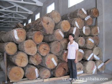 志敏带皮缅甸花梨木原木 大口径香红木的卓越品质与应用