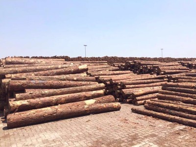 原产地供应淮安优质4.5米落叶松原木——苏州木已成舟木材销售