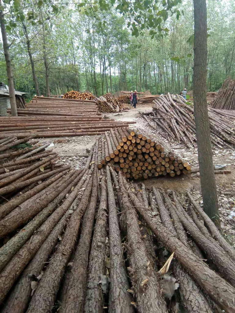 咸安区汀泗炳武木材经营部 专注湖北杉木桩与原木批发的专业厂家